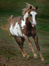 running western pleasure stallion